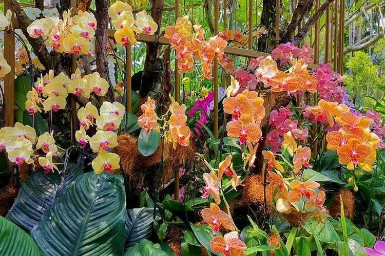 Private Half Day Singapore City Tour with Amazing Orchid Garden