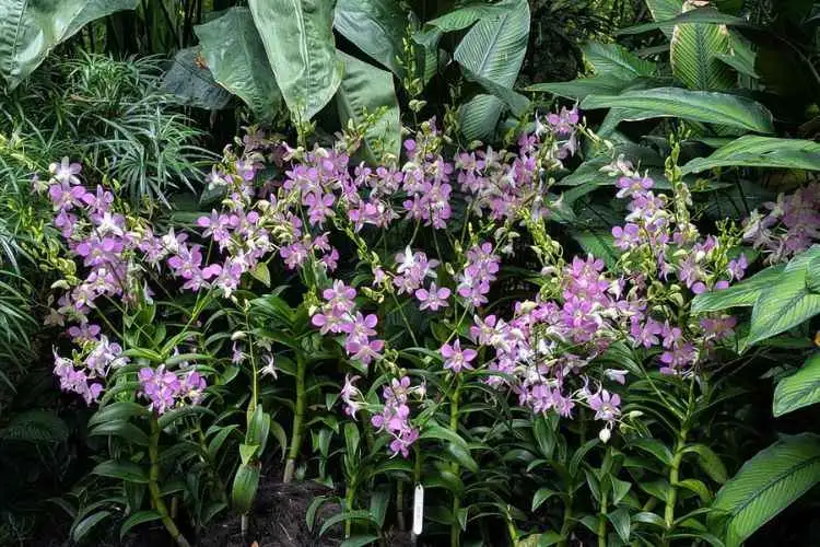Private Half Day Singapore City Tour with Amazing Orchid Garden