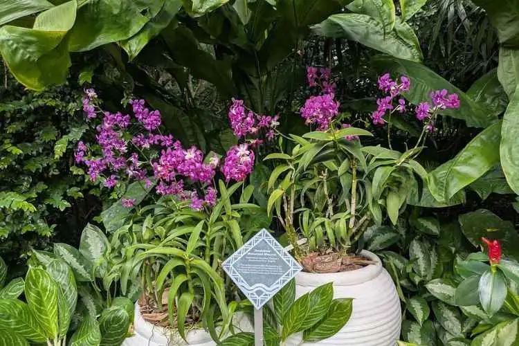 Private Half Day Singapore City Tour with Amazing Orchid Garden