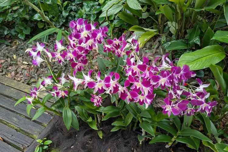 Private Half Day Singapore City Tour with Amazing Orchid Garden