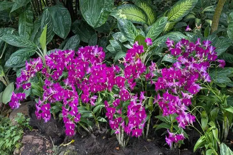 Private Half Day Singapore City Tour with Amazing Orchid Garden