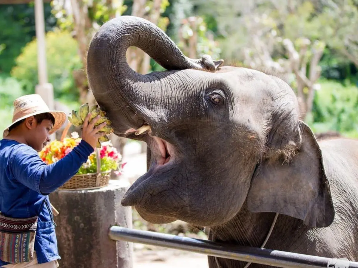 Amazing Mae Rim Tour with Elephant Ride Private Transfer Personal Guide