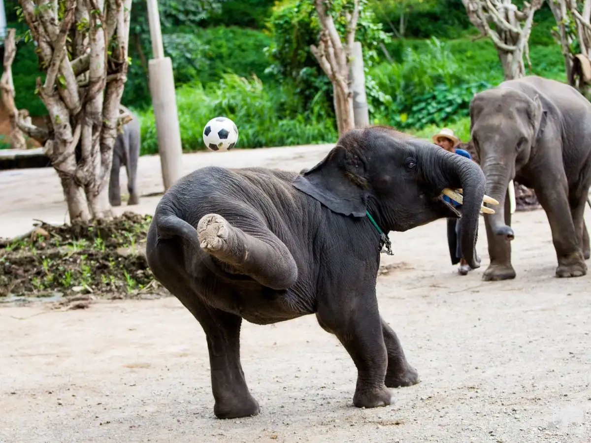 Amazing Mae Rim Tour with Elephant Ride Private Transfer Personal Guide