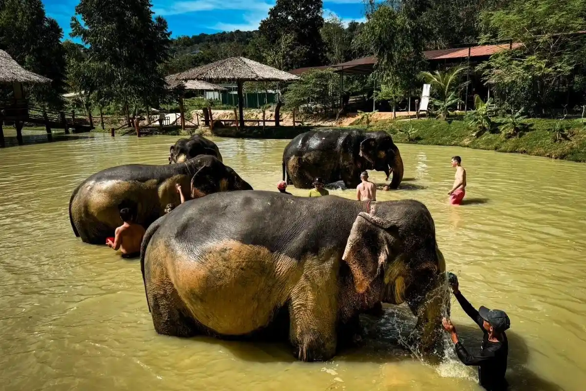 Half-Day Phuket Elephant Care Sanctuary Tour Experience of a Lifetime