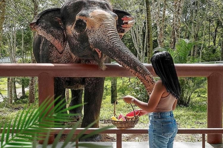 Phuket City Tour with Elephant Feeding Experience Embrace a Memorable Adventure