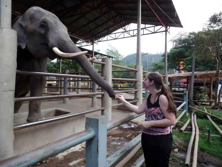 Chiang Mai Maetaeng Elephant Park Tour Experience Elephant Magic