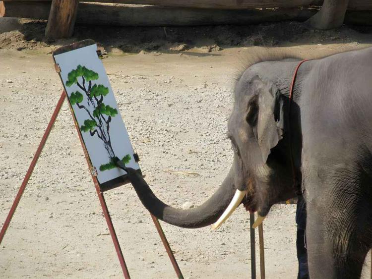 Chiang Mai Maetaeng Elephant Park Tour Experience Elephant Magic