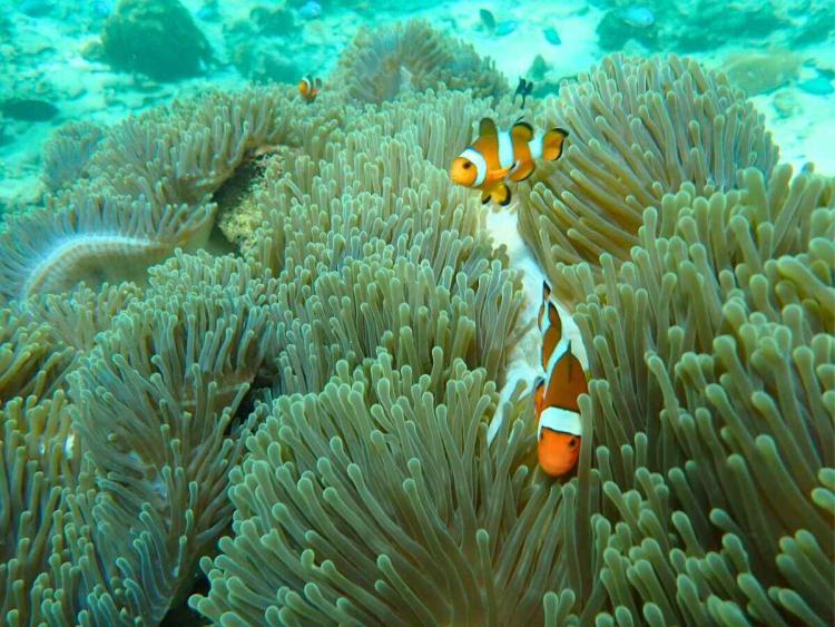Explore Phi Phi and Khai Island Tour from Phuket