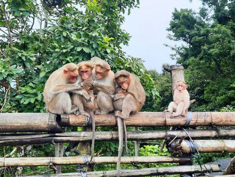 Scenic Kinabatangan Wildlife River Cruise Tour from Sandakan