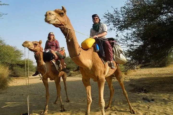 Private Chandigarh Day Tour from New Delhi Amazing City Highlights