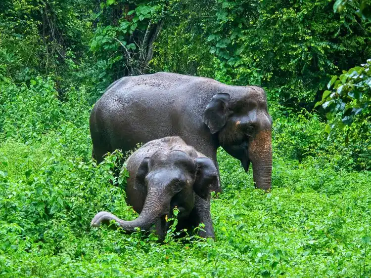 Private 2-Day Sandakan Wildlife Escape Tour with Cruise